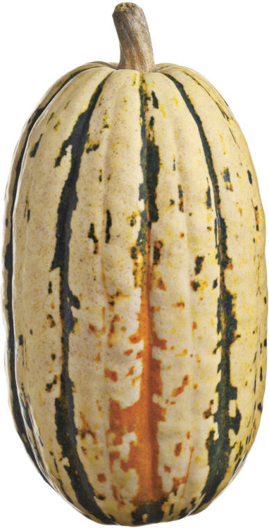 0114 eats delicata squash