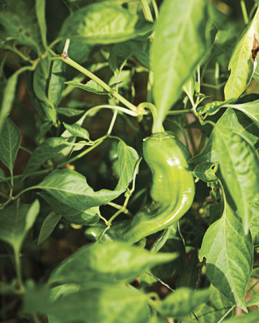 Manage Your CSA Bounty