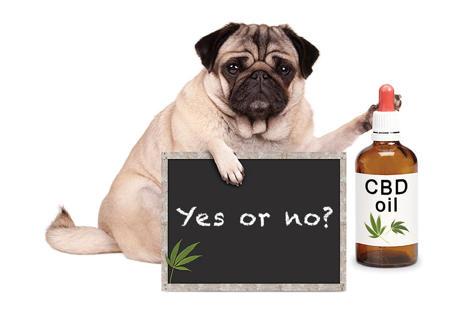 What's the buzz on CBD oil for pets?