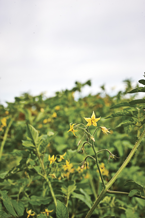CSA plant