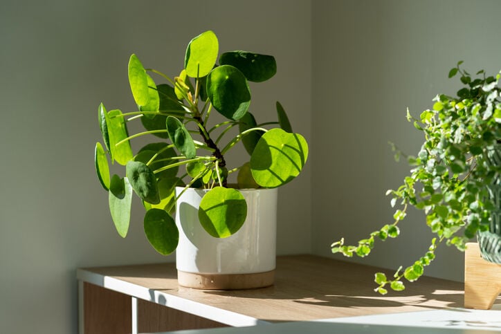 Houseplants for Self-Care