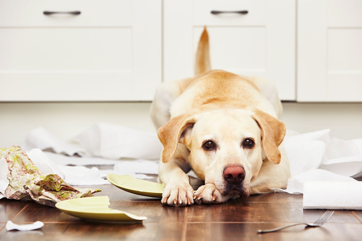 Is sedation the key to keeping pets calm?