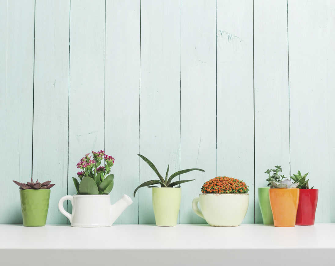Houseplants provide more benefits than you'd think