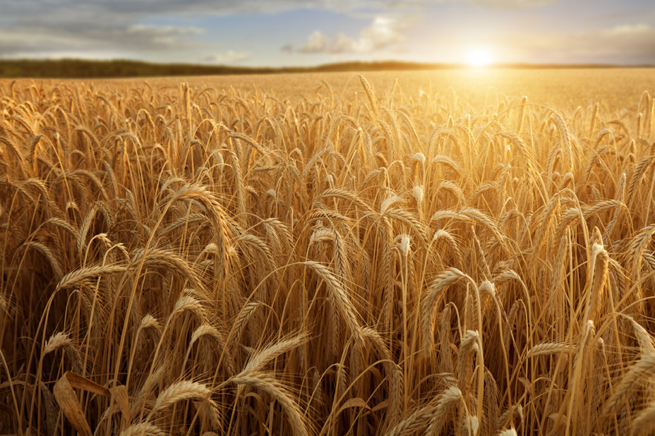Wheat field