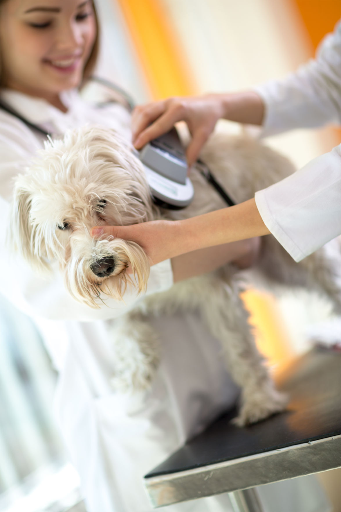The ins and outs of microchipping your pet