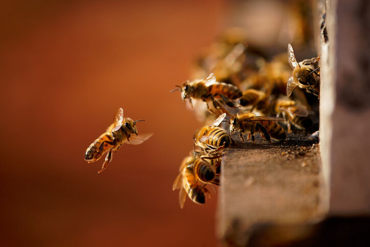 Beyond Dogs & Cats: Keeping bees or worms as a hobby can offer fun and learning