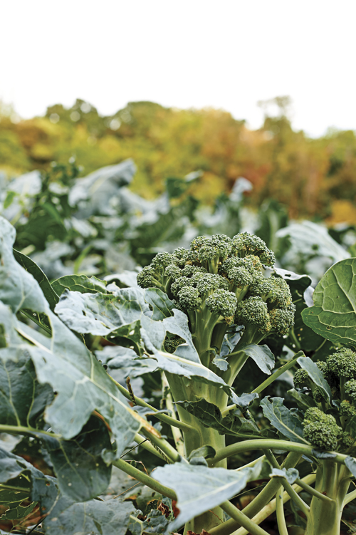 CSA broccoli