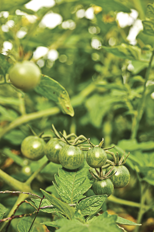 CSA tomatoes