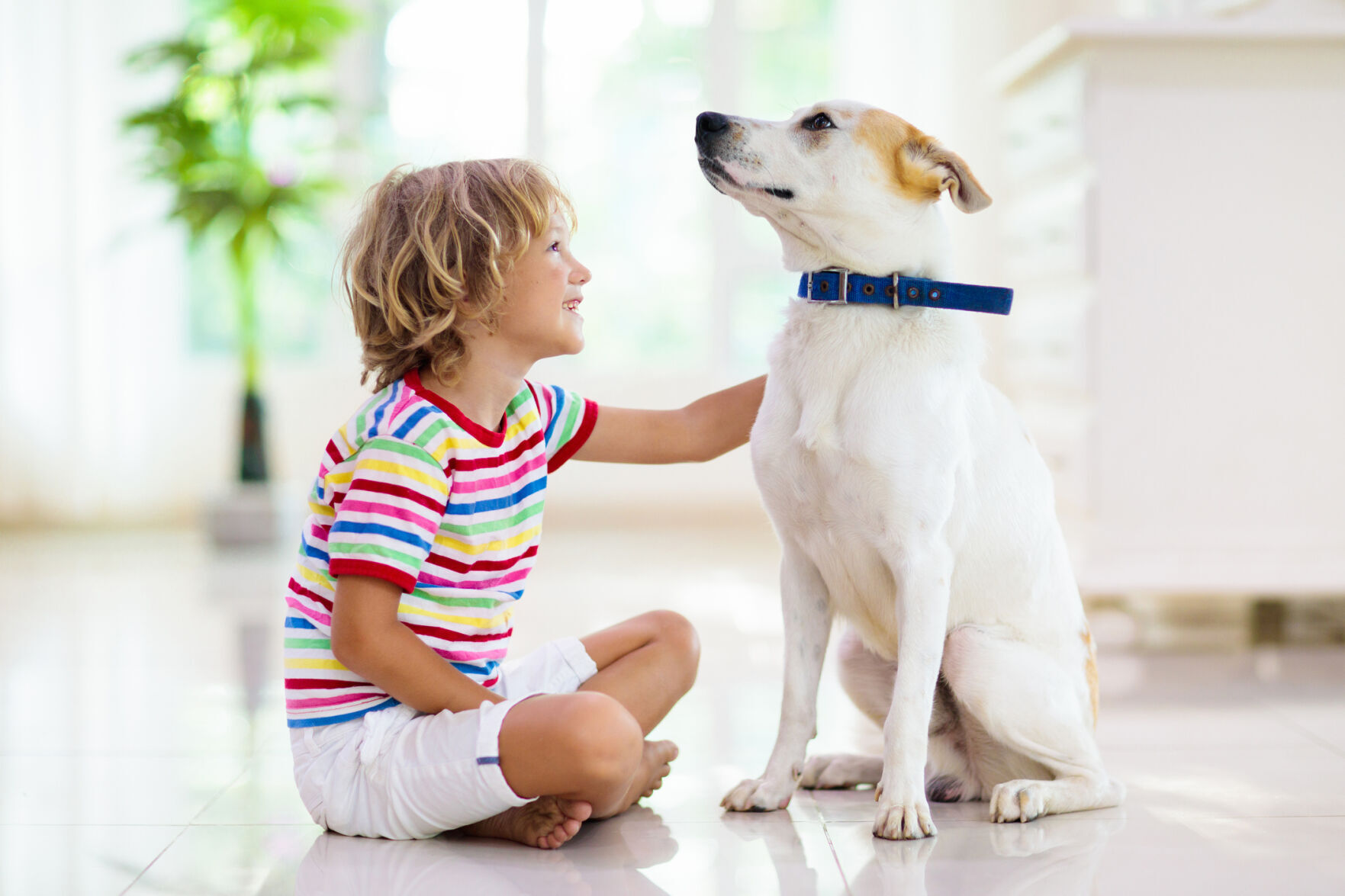 Common household items you want your pets to avoid