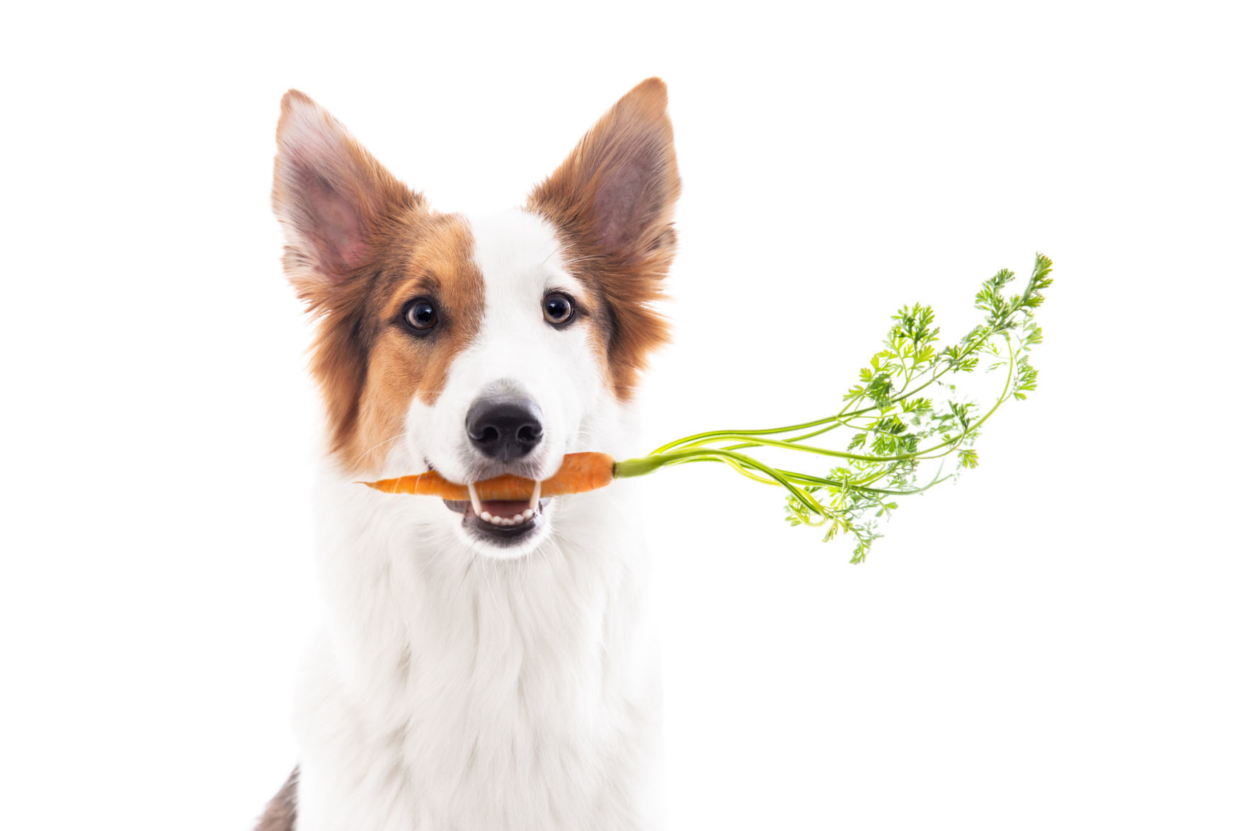 Dog Eating Carrot