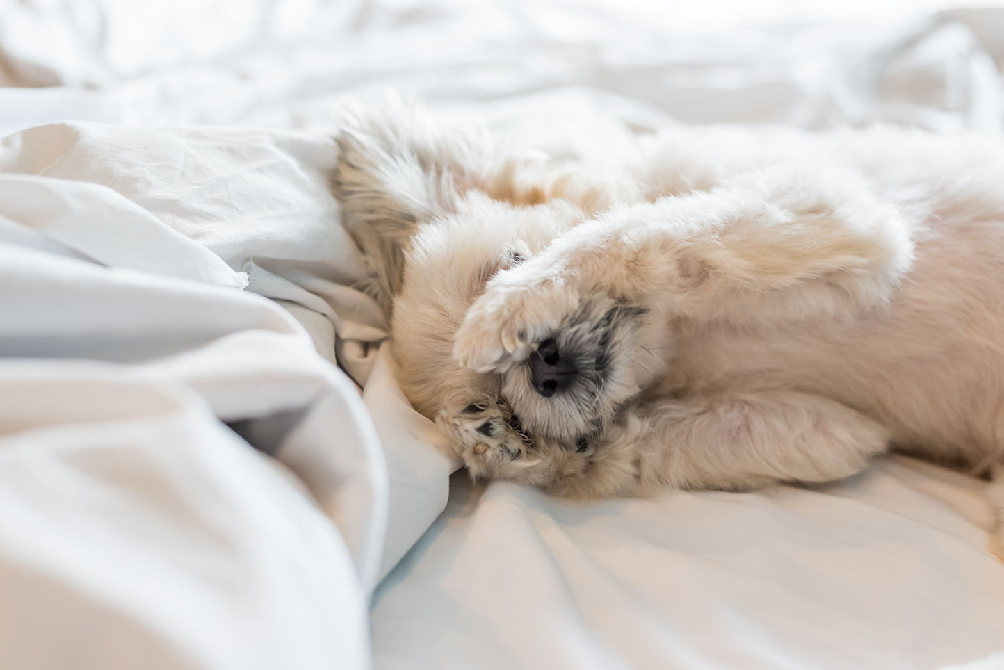 Keep your pets safe by removing these dangerous items from the house