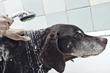 Eco-friendly ways to get rid of fleas