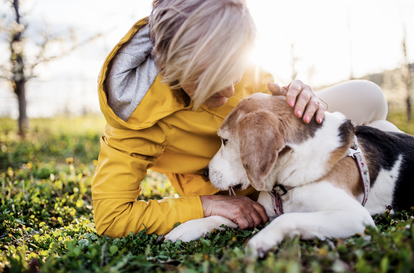 The strength of the animal-human bond