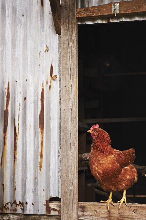 CSA chicken