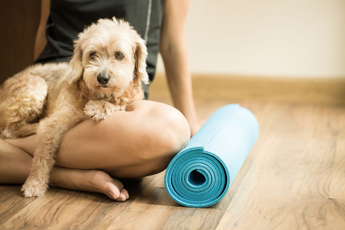 It's time to work out with your pet