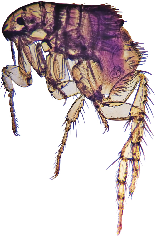 Pet mon 0414 2
