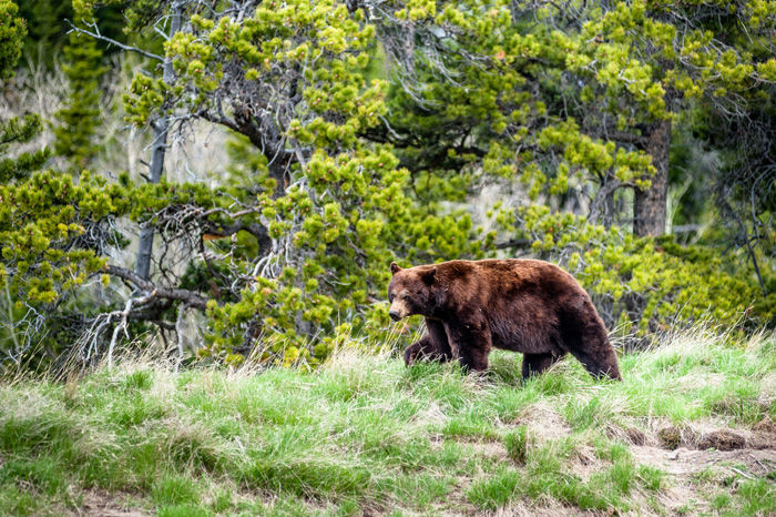 What to do when you encounter a wild animal