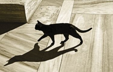 It's a hairy world for an outdoor cat