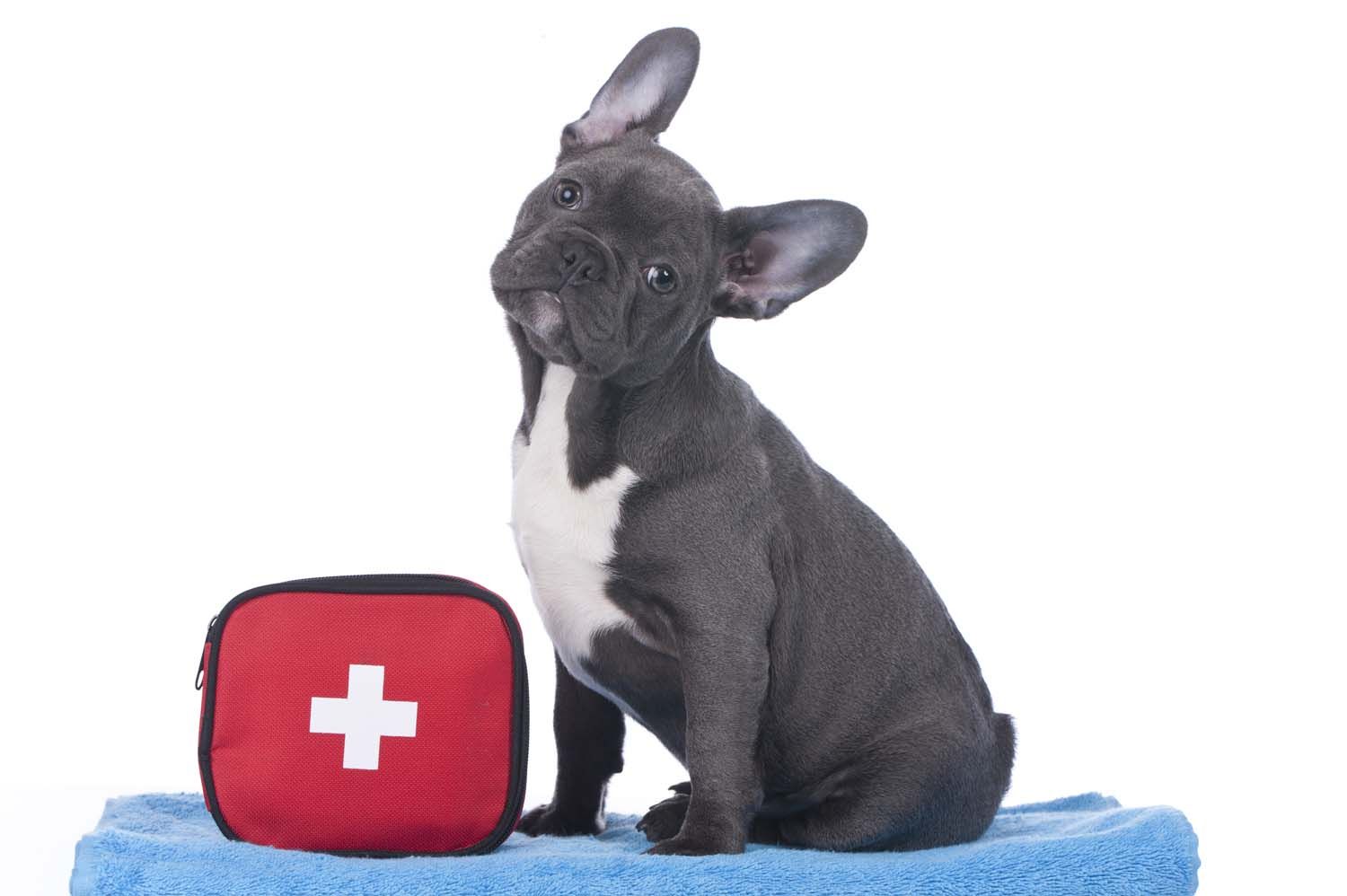What to do when a pet emergency strikes