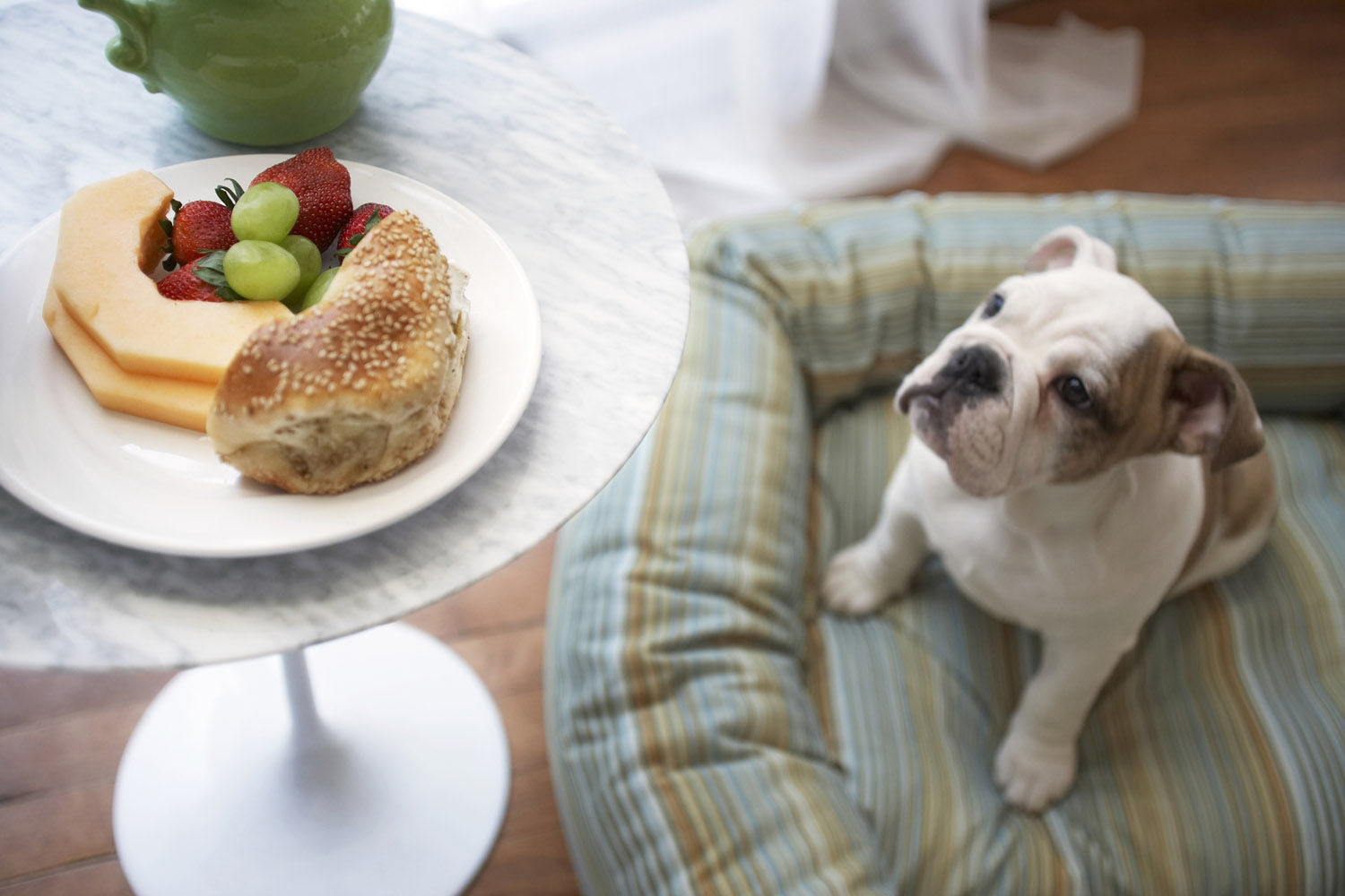 Foods your pet shouldn’t eat