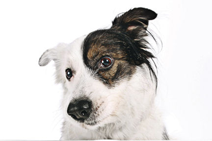 Vets weigh in on raw pet foods