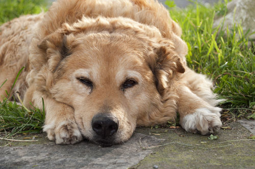 How to care for your aging pet