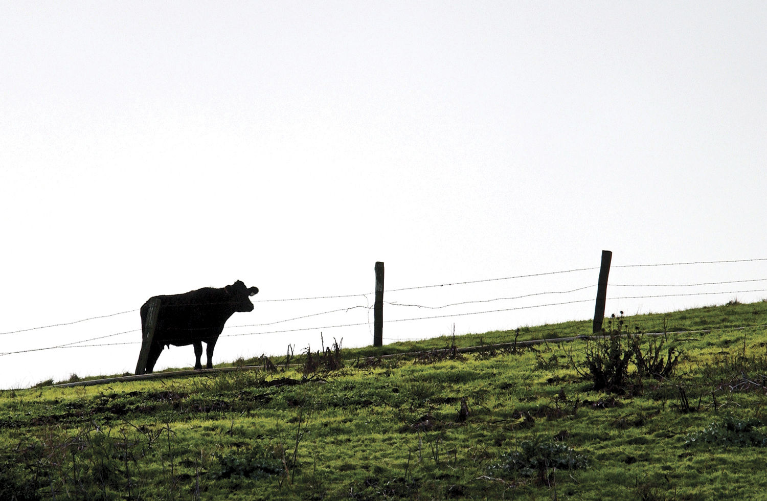 Meat: To eat or not to eat