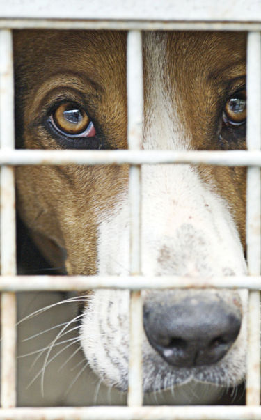 How to Help a Rescued Dog Come Back from Abuse or Abandonment